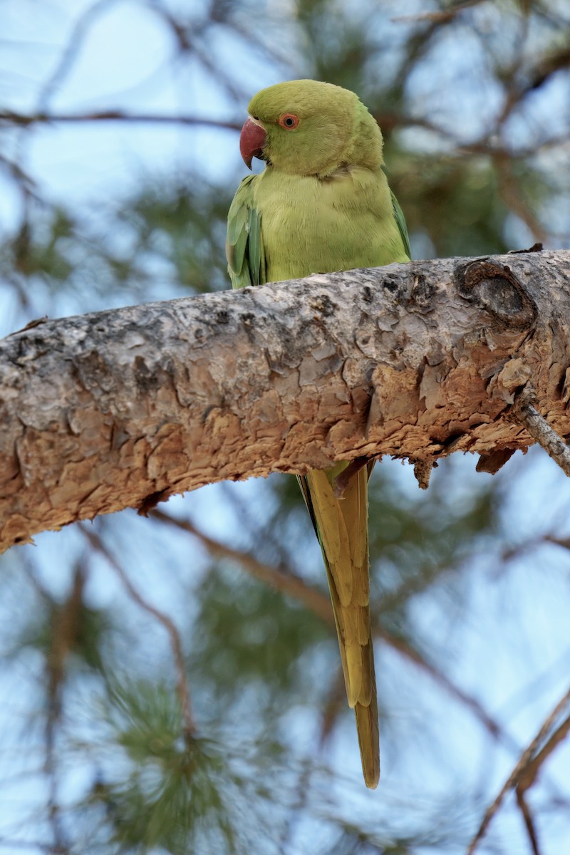 Rose-ringed Parakeet - ML637911935