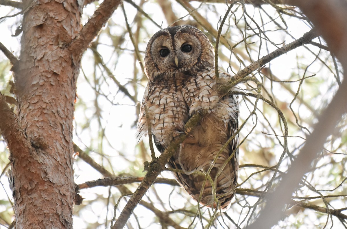Tawny Owl - ML637911946
