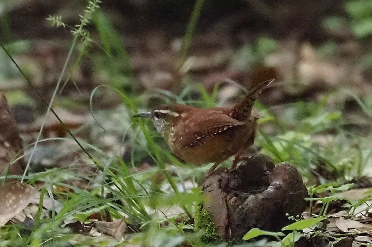 Carolina Wren - ML637911948