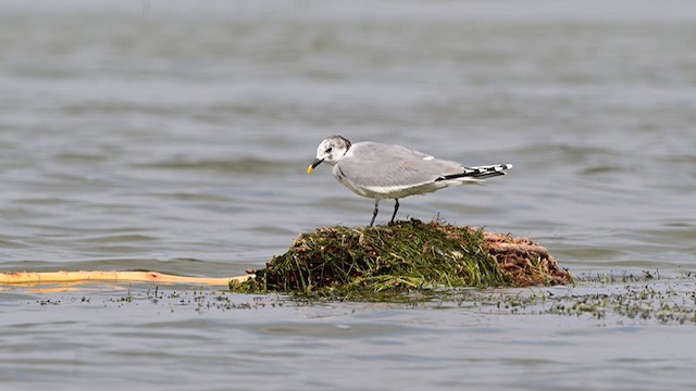 Sabine's Gull - ML637912006