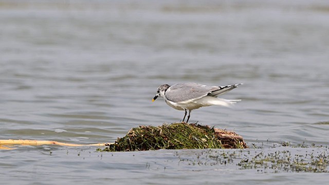 Sabine's Gull - ML637912030