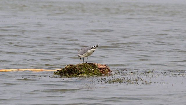 Sabine's Gull - ML637912032