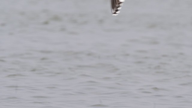 Sabine's Gull - ML637912035
