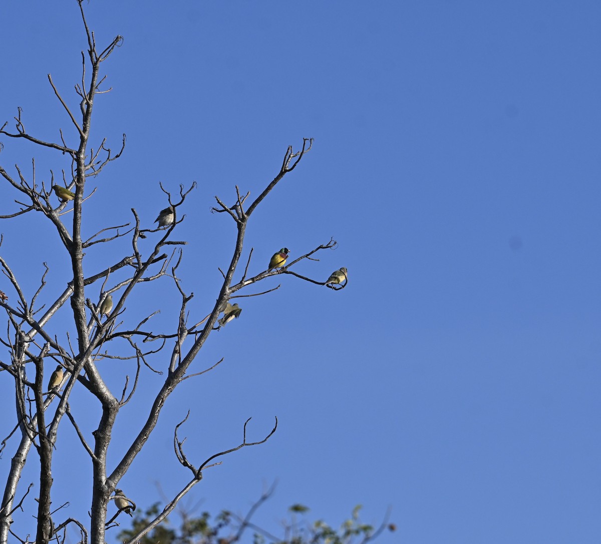 Gouldian Finch - ML637912036