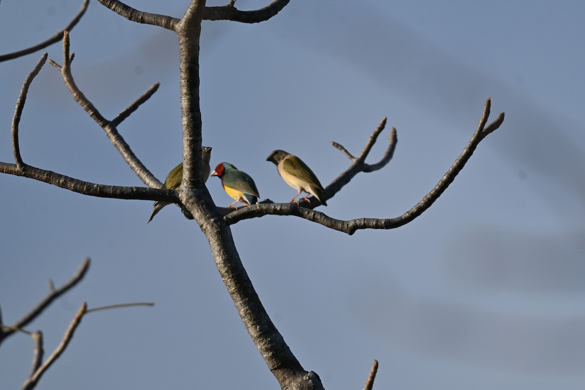 Gouldian Finch - ML637912037
