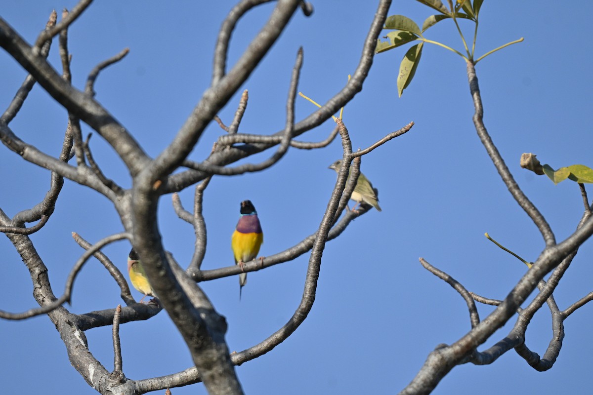 Gouldian Finch - ML637912039