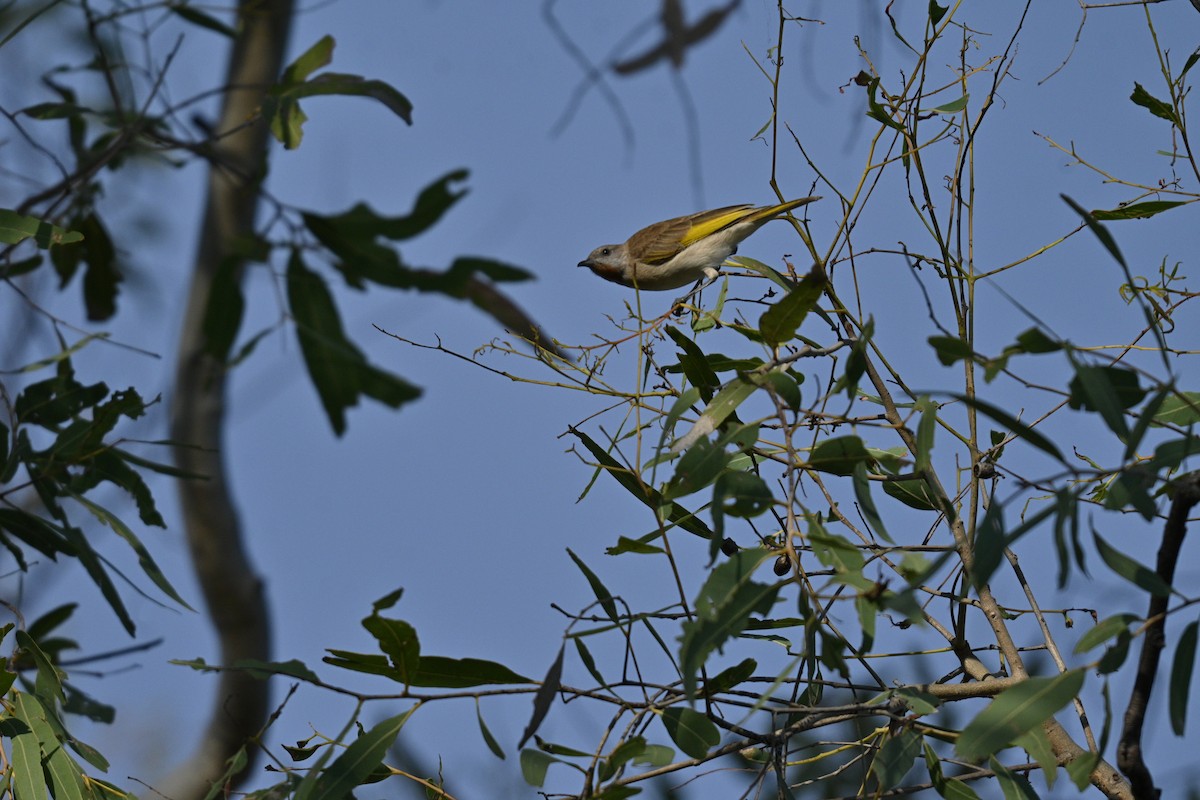 Rufous-throated Honeyeater - ML637912056