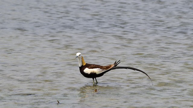 Pheasant-tailed Jacana - ML637912057