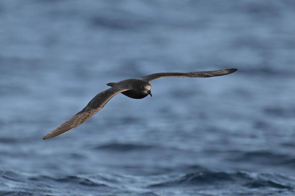 Gray-faced Petrel - ML637912068