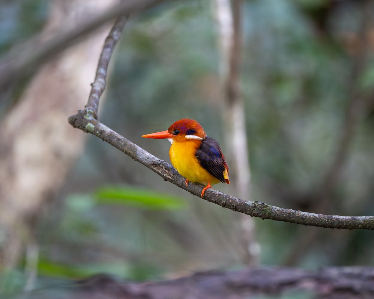 Black-backed Dwarf-Kingfisher - ML637912161
