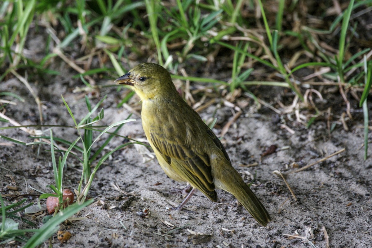 Holub's Golden-Weaver - ML637912238