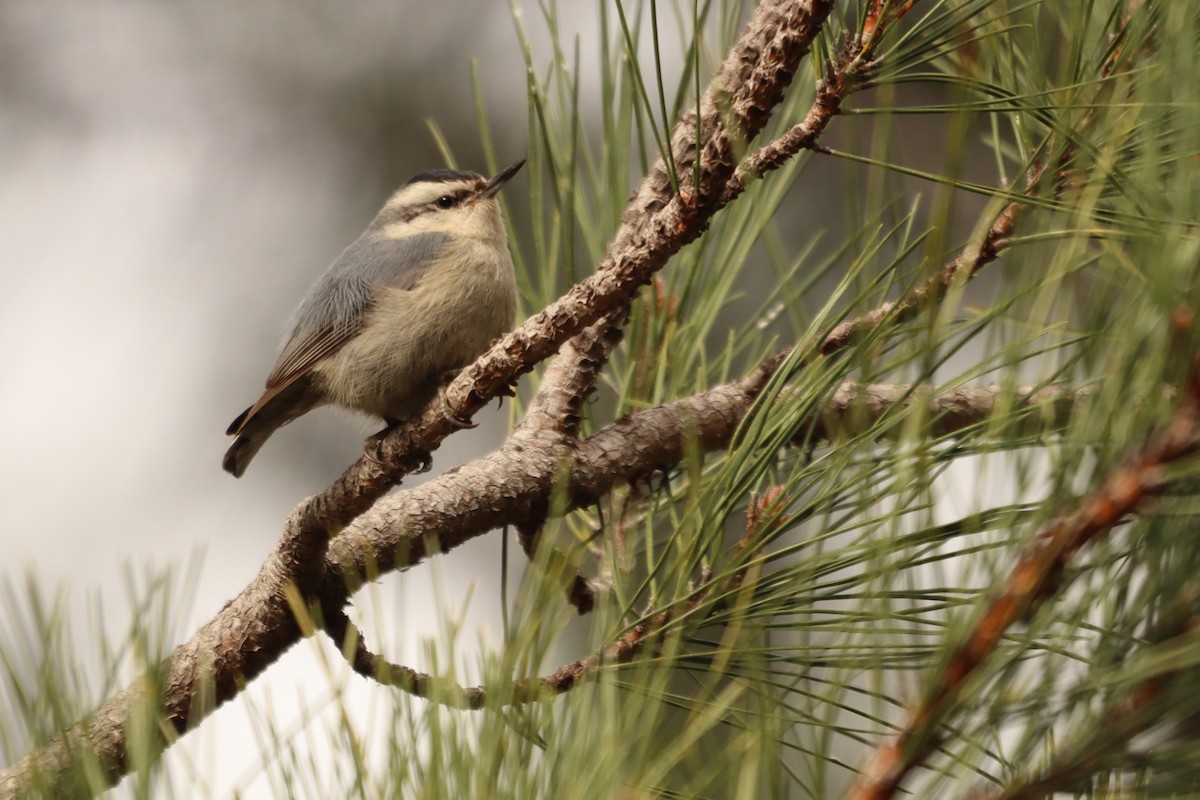 Corsican Nuthatch - ML637912265