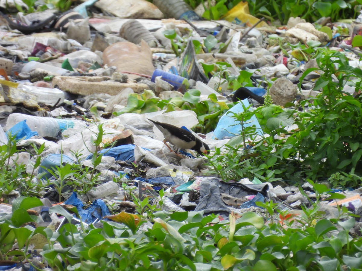 Indian Pied Starling - ML637912327