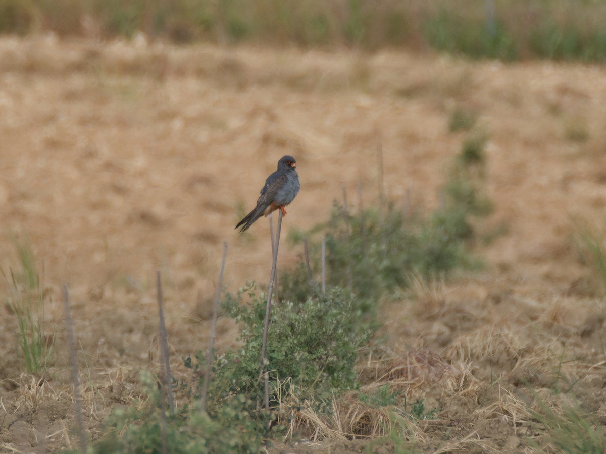 Red-footed Falcon - ML637912349