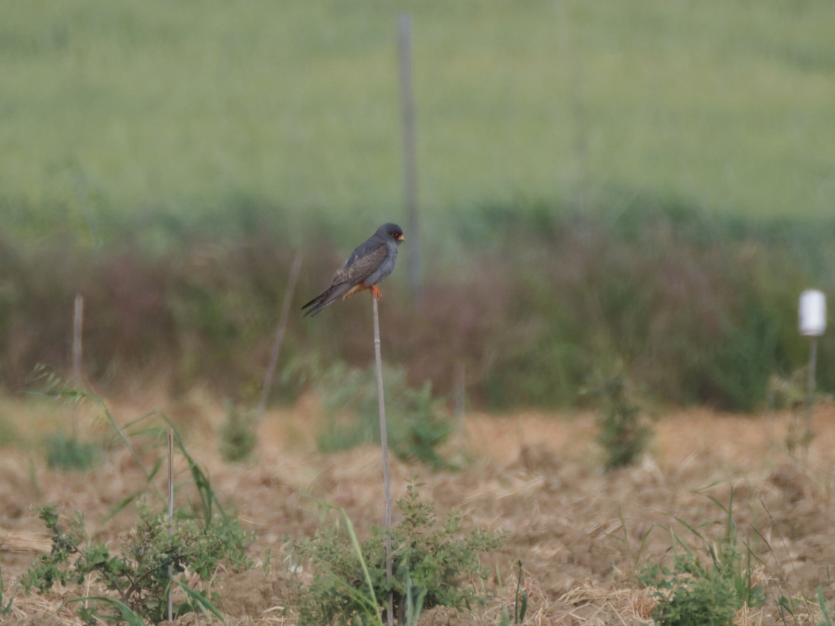 Red-footed Falcon - ML637912350