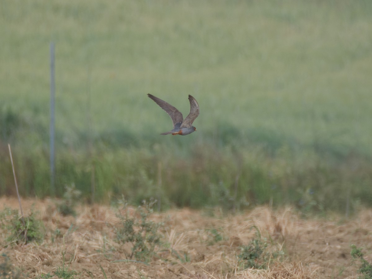 Red-footed Falcon - ML637912351