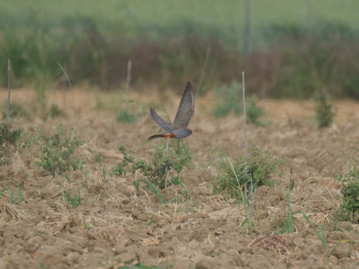 Red-footed Falcon - ML637912352