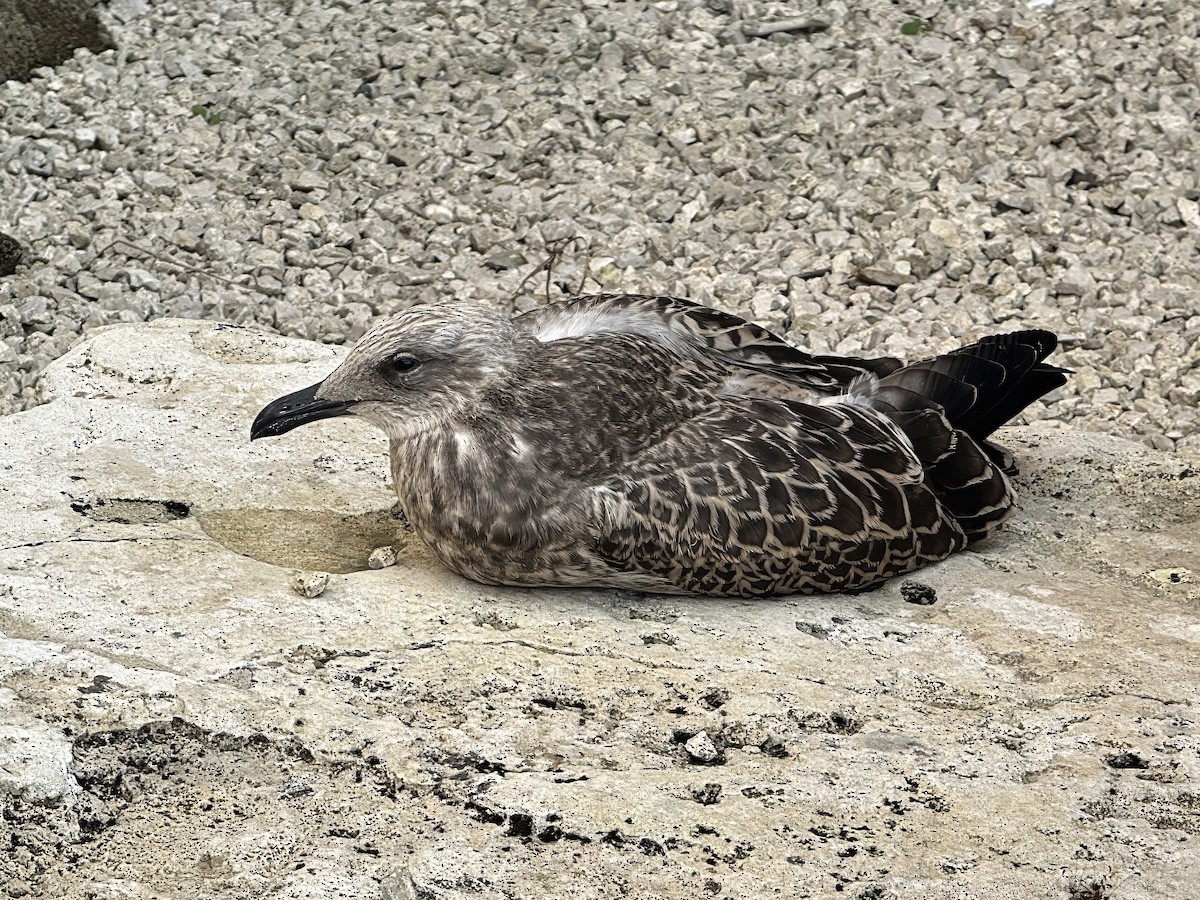 Yellow-legged Gull - ML637912397