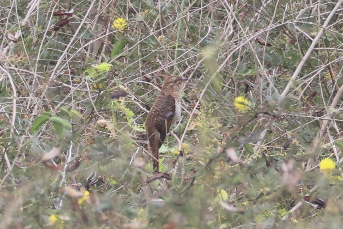 Plaintive Cuckoo - ML637912422
