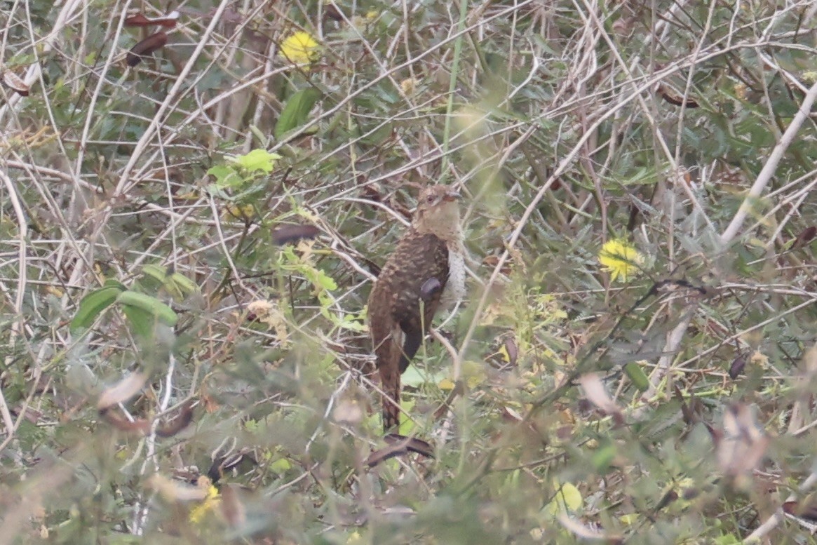 Plaintive Cuckoo - ML637912423