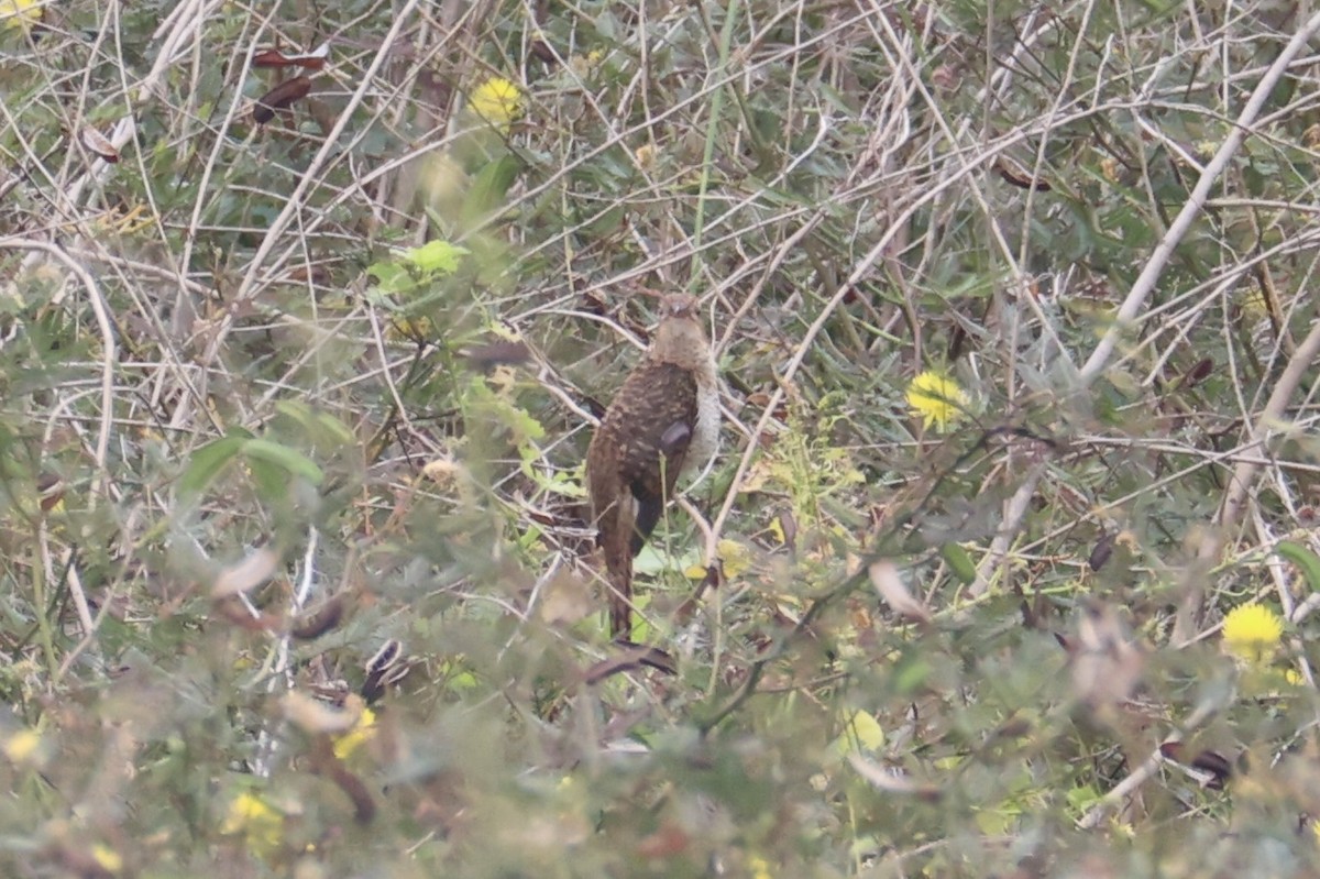Plaintive Cuckoo - ML637912424