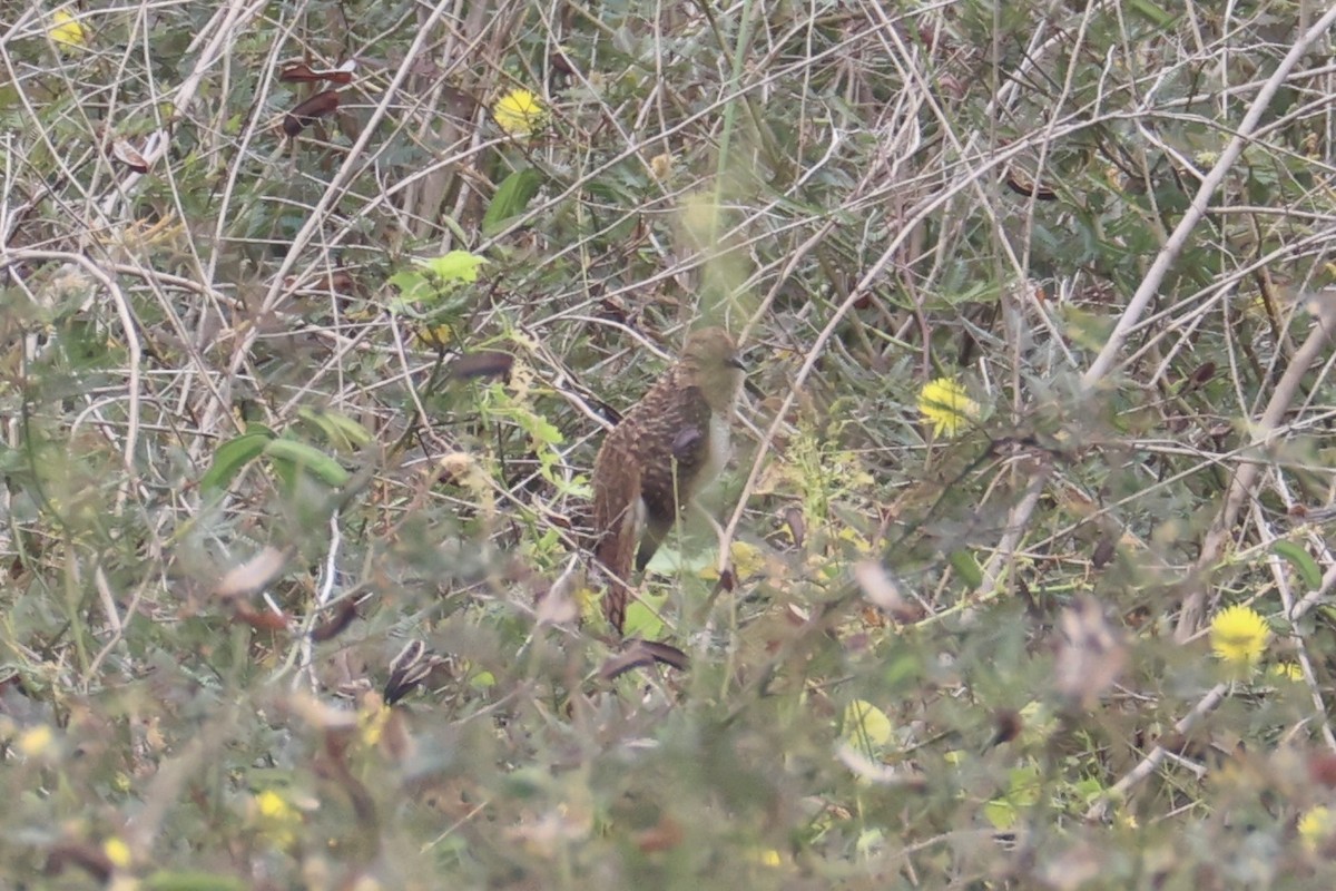 Plaintive Cuckoo - ML637912426