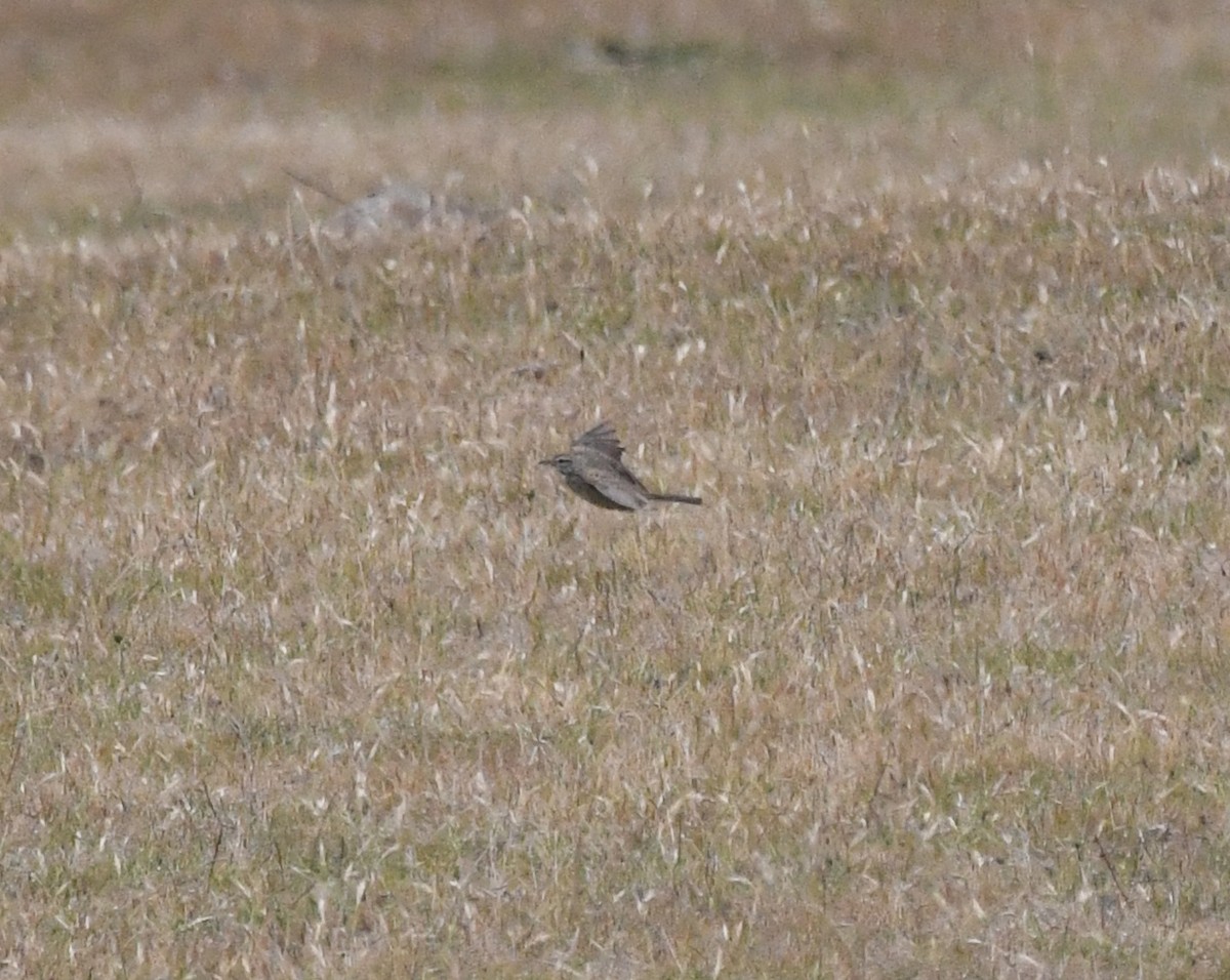 Australian Pipit - ML637912465