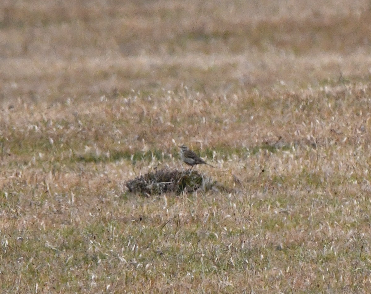 Australian Pipit - ML637912466