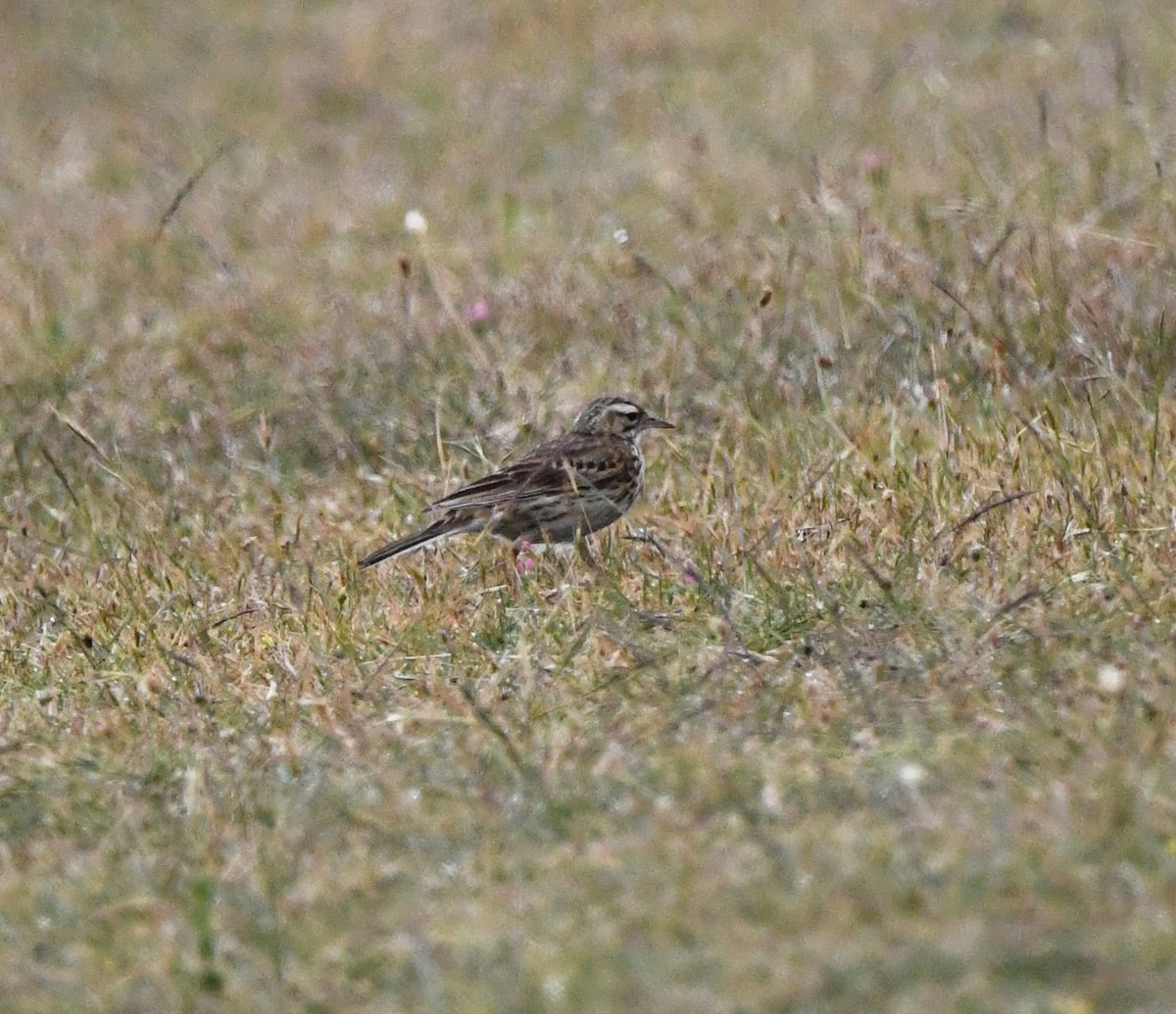 Australian Pipit - ML637912467