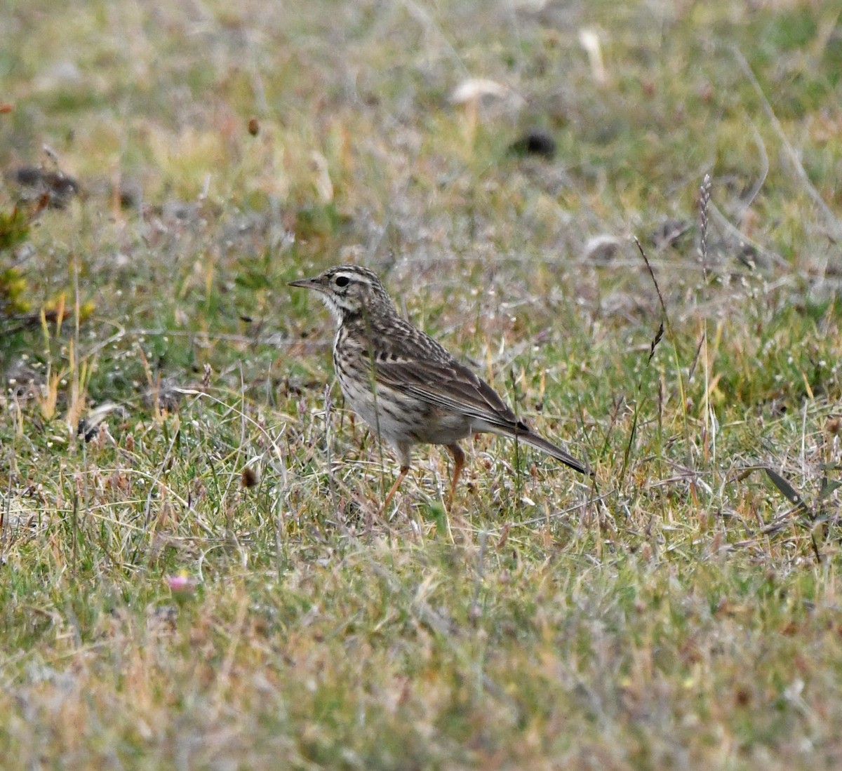 Australian Pipit - ML637912508