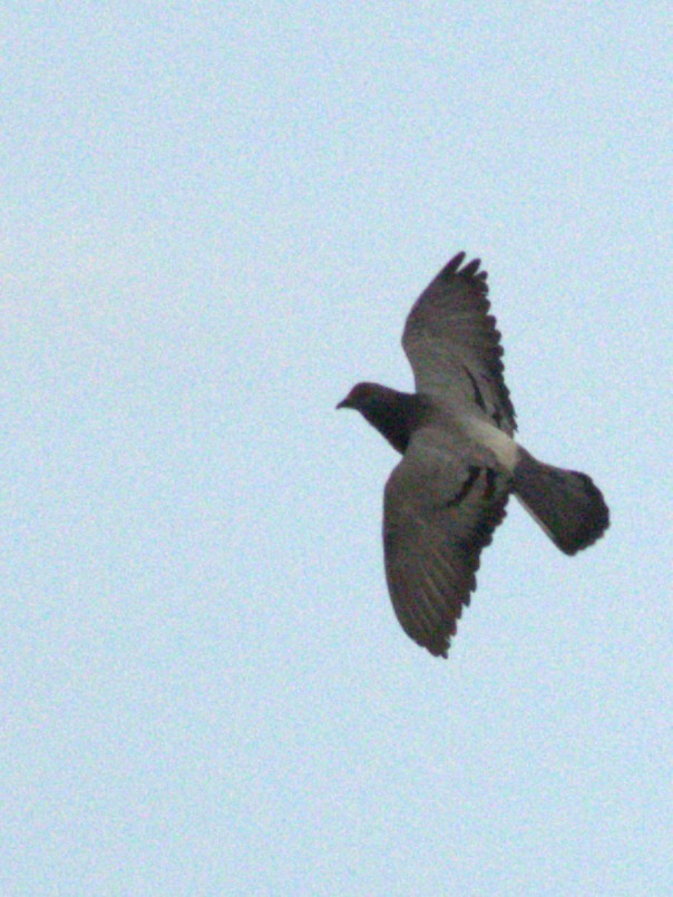 Rock Pigeon (Feral Pigeon) - ML637912509