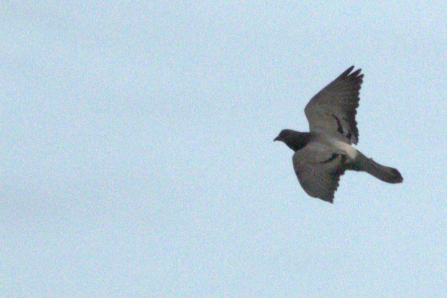 Rock Pigeon (Feral Pigeon) - ML637912510