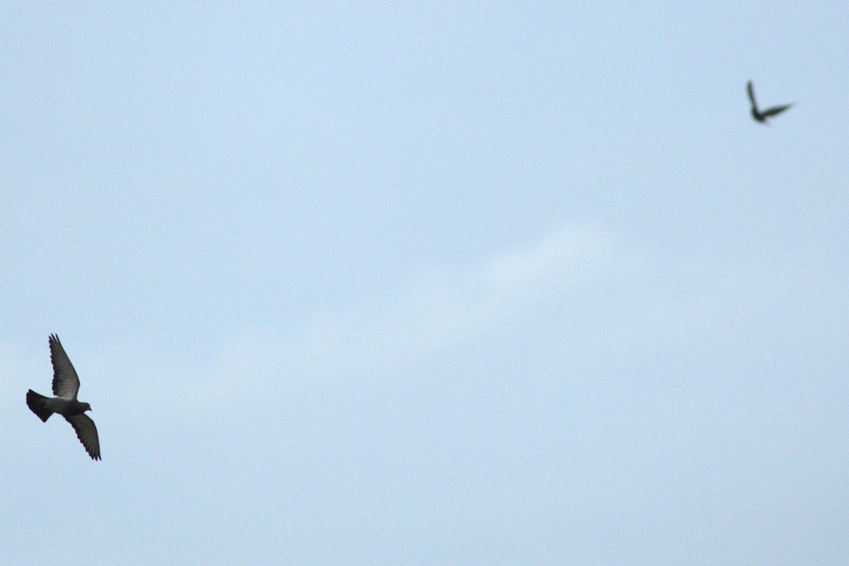Rock Pigeon (Feral Pigeon) - ML637912511