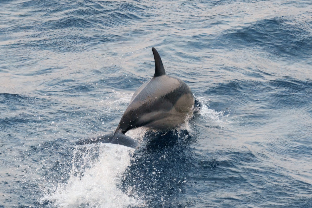 Common Dolphin - ML637912557