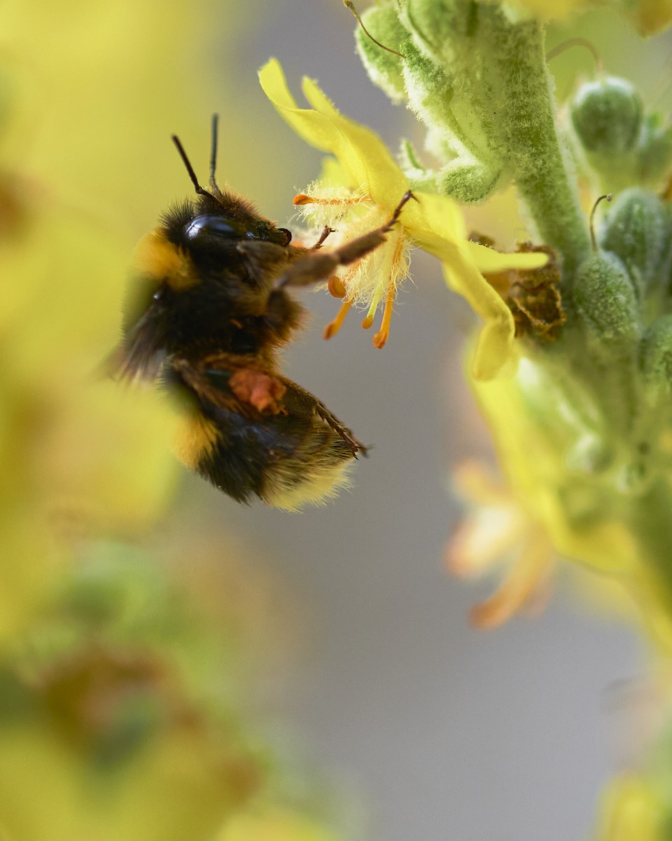 Buff-tailed Bumblebee - ML637912616