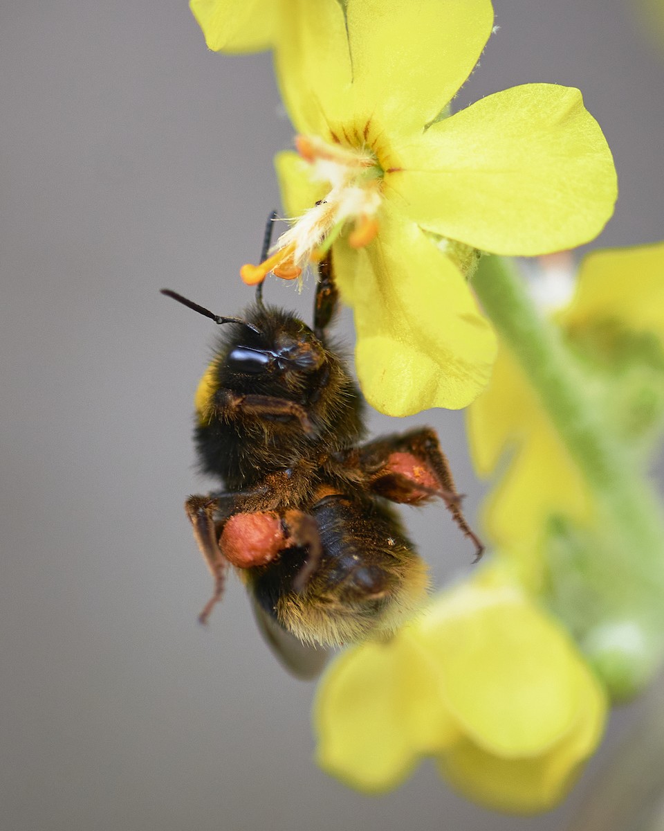 Buff-tailed Bumblebee - ML637912619