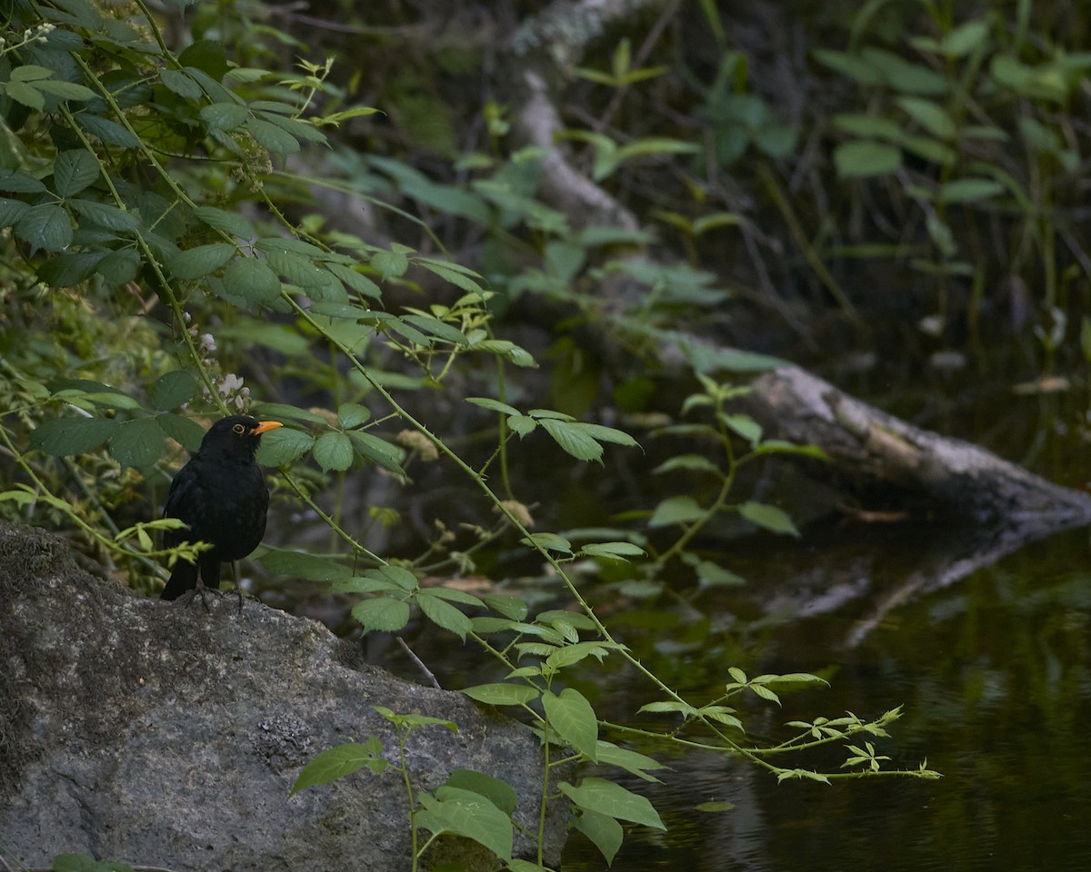 Eurasian Blackbird - ML637912627