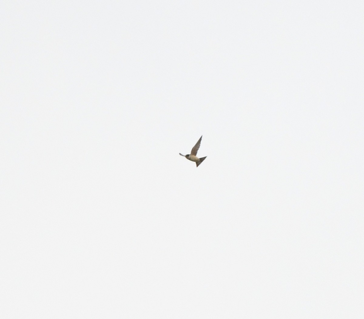 Tree Martin - ML637912676