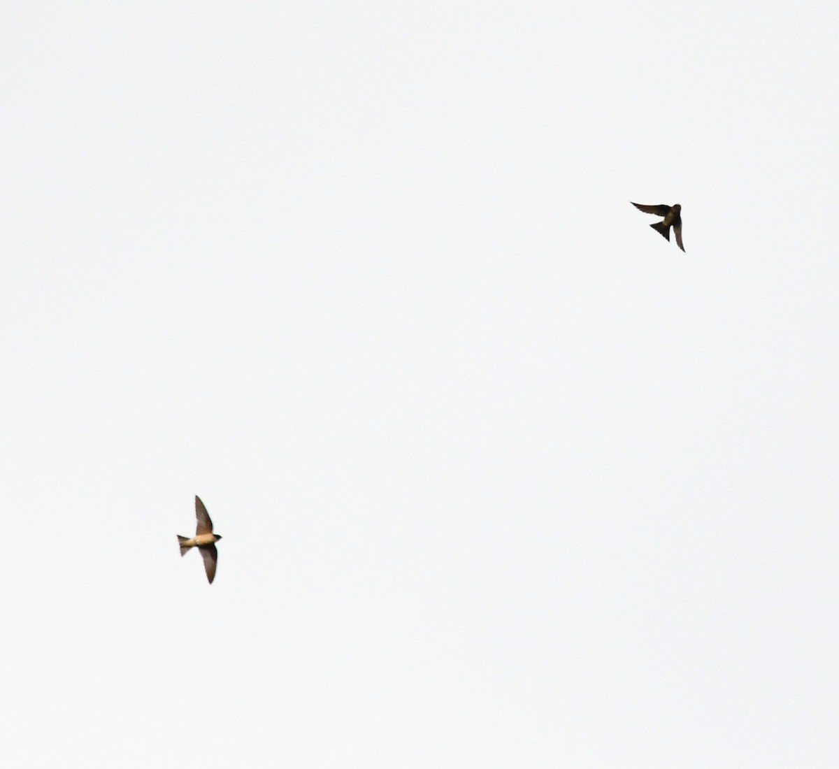 Tree Martin - ML637912678