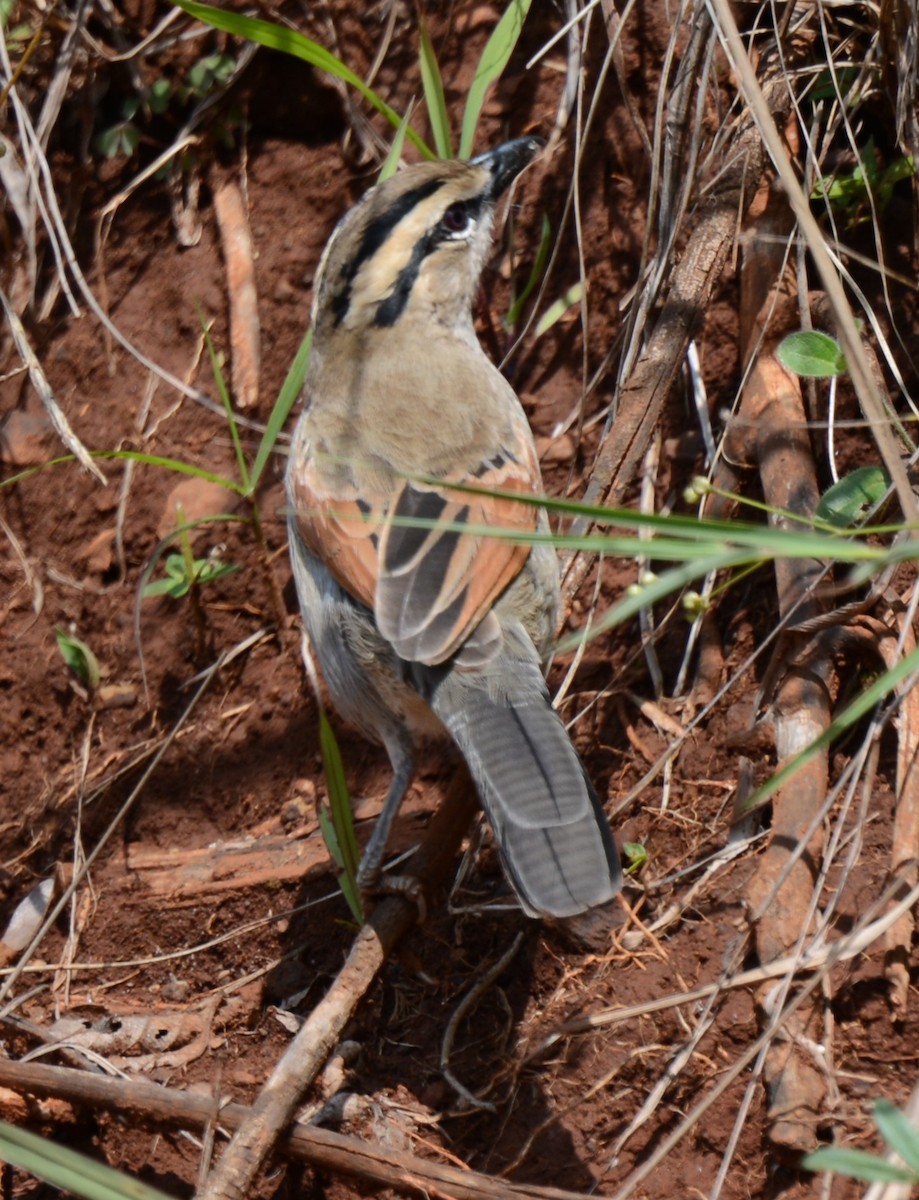 Brown-crowned Tchagra - ML637912691