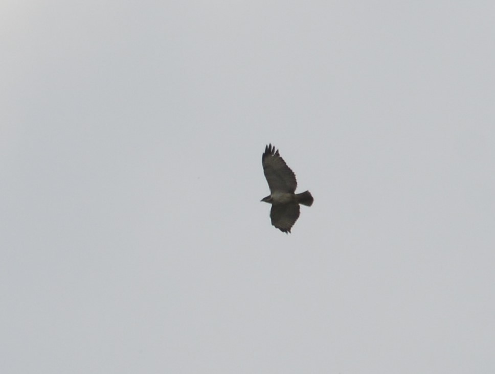 Augur Buzzard - ML637912756