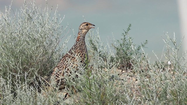 Black Francolin - ML637912768