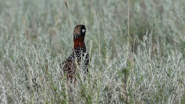 Black Francolin - ML637912769