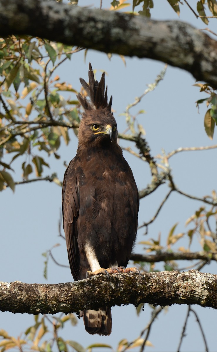 Long-crested Eagle - ML637912777