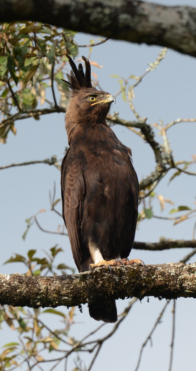 Long-crested Eagle - ML637912778