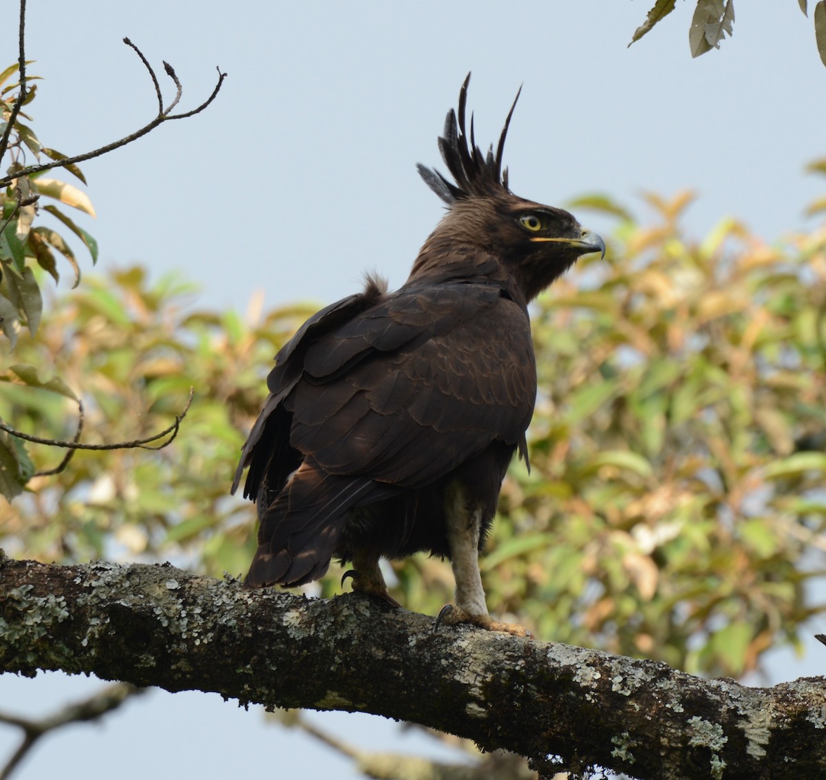 Long-crested Eagle - ML637912779