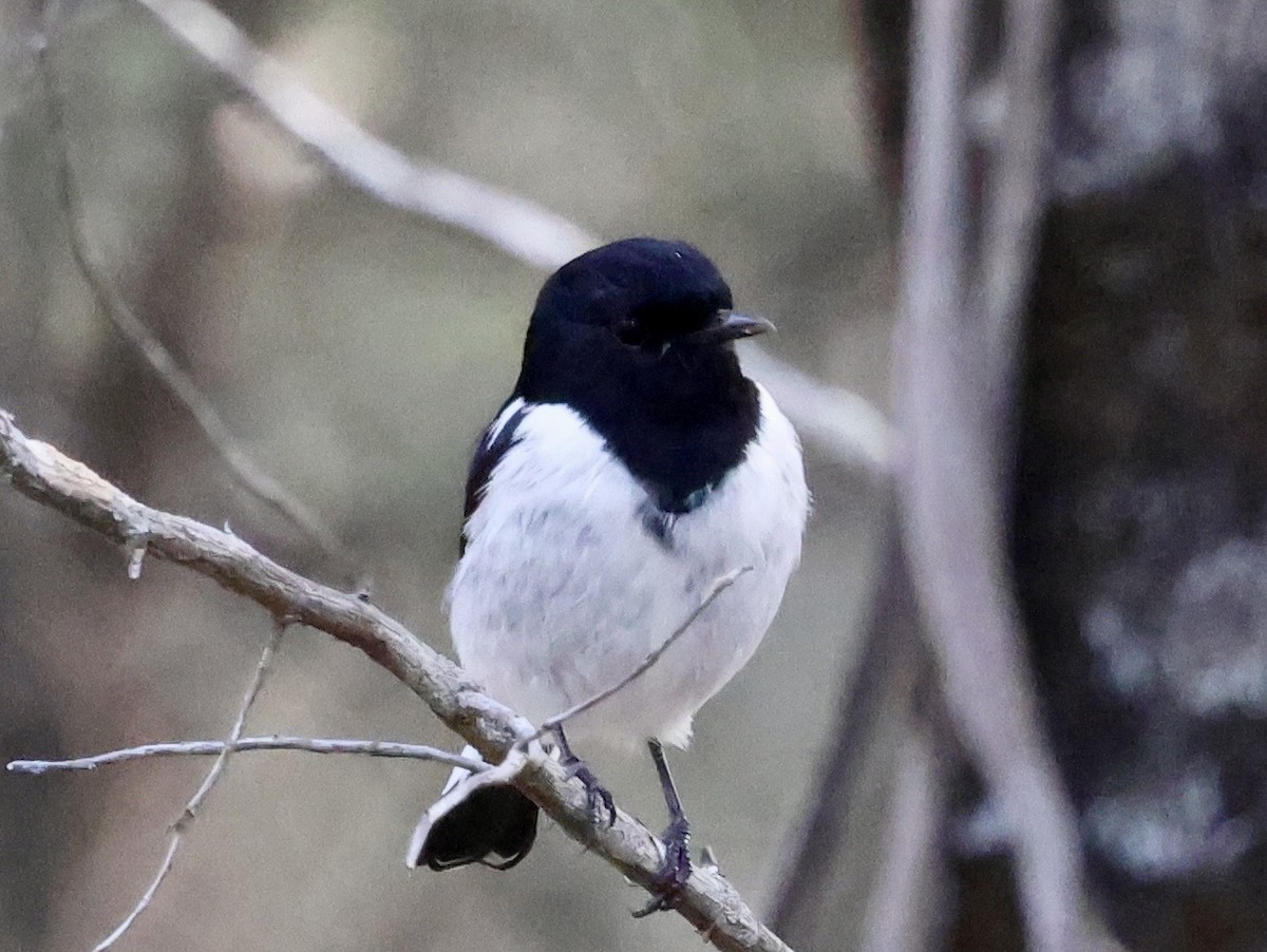 Hooded Robin - ML637912802