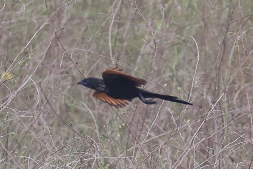 Lesser Coucal - ML637912817