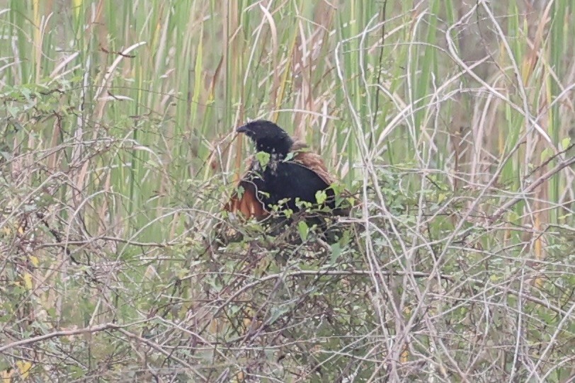 Lesser Coucal - ML637912819