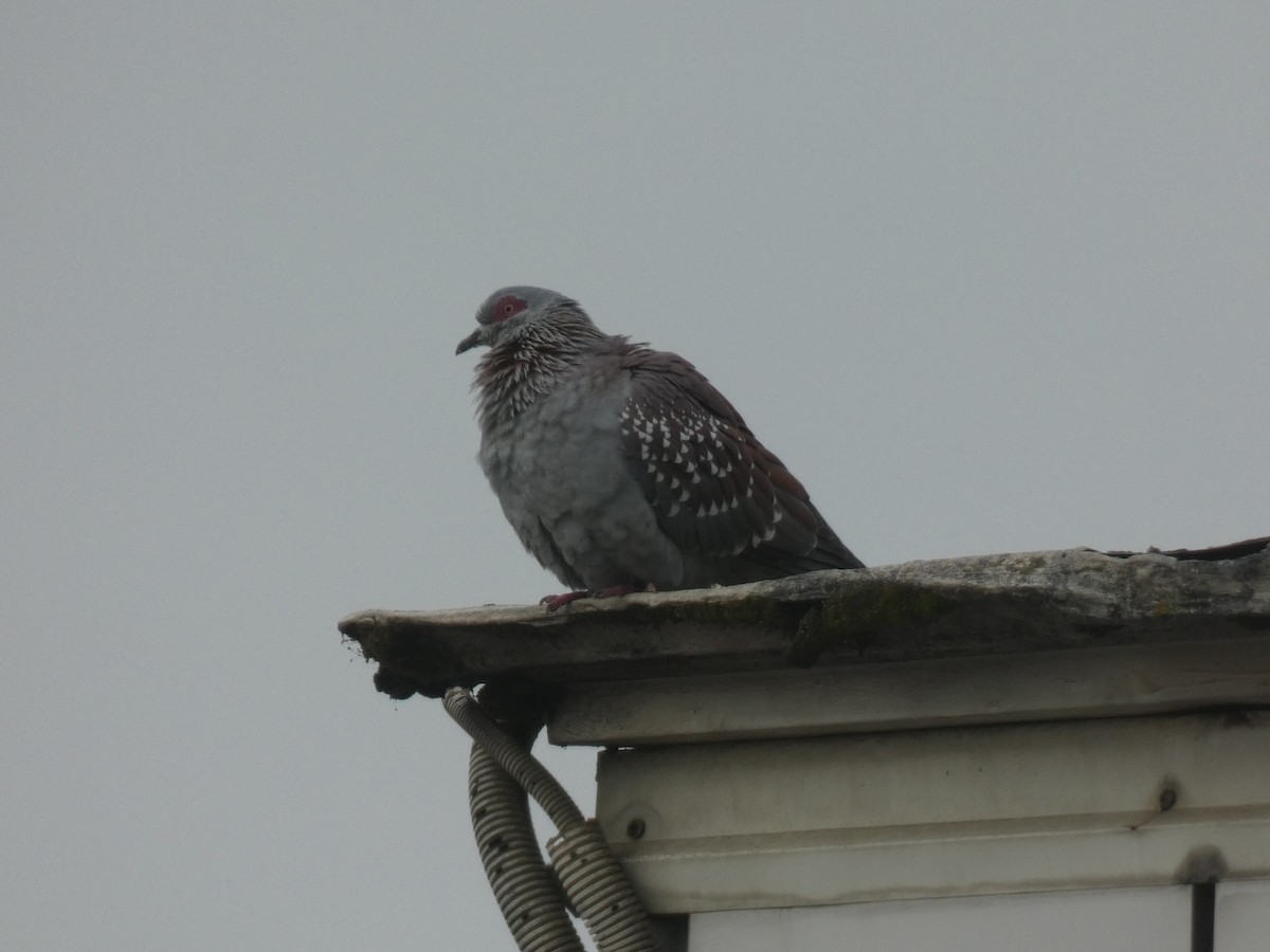 Speckled Pigeon - ML637912880